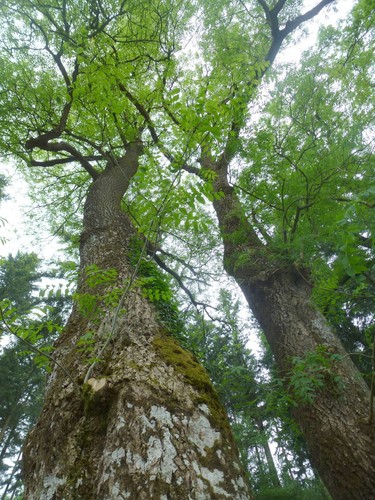 Photo 8x6 mature ash - mature,